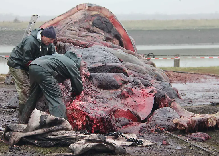 31ef0957-jpg5744343551788606092