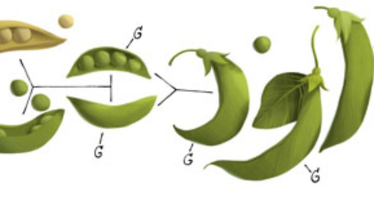 Google Doodle am 20. Juli 2011 zum 189. Geburtstag von Gregor Mendel.