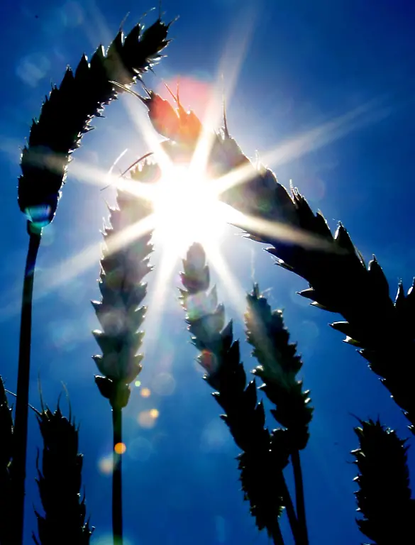 weizen-sonne-juli