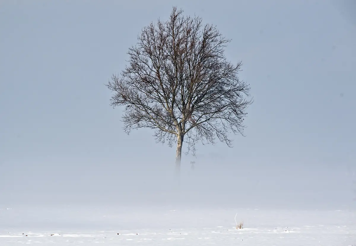 Nebel-Winter