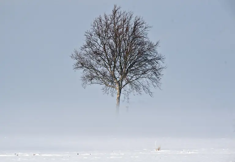 Nebel-Winter