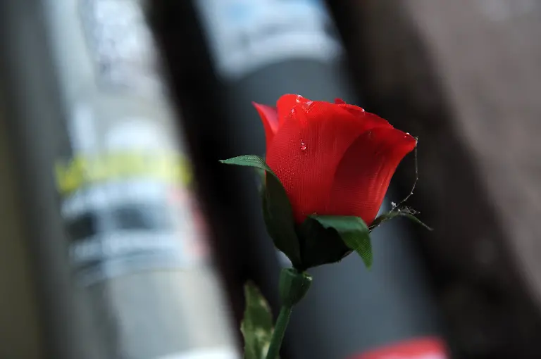 31cy0029-jpg3738890807008366440