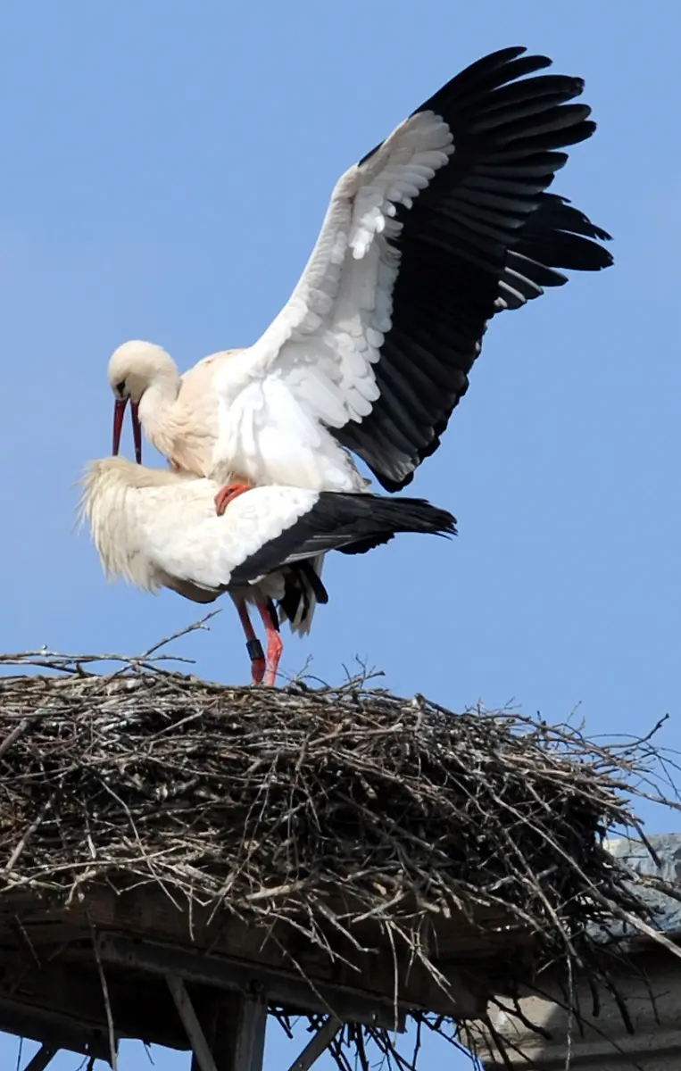 storch