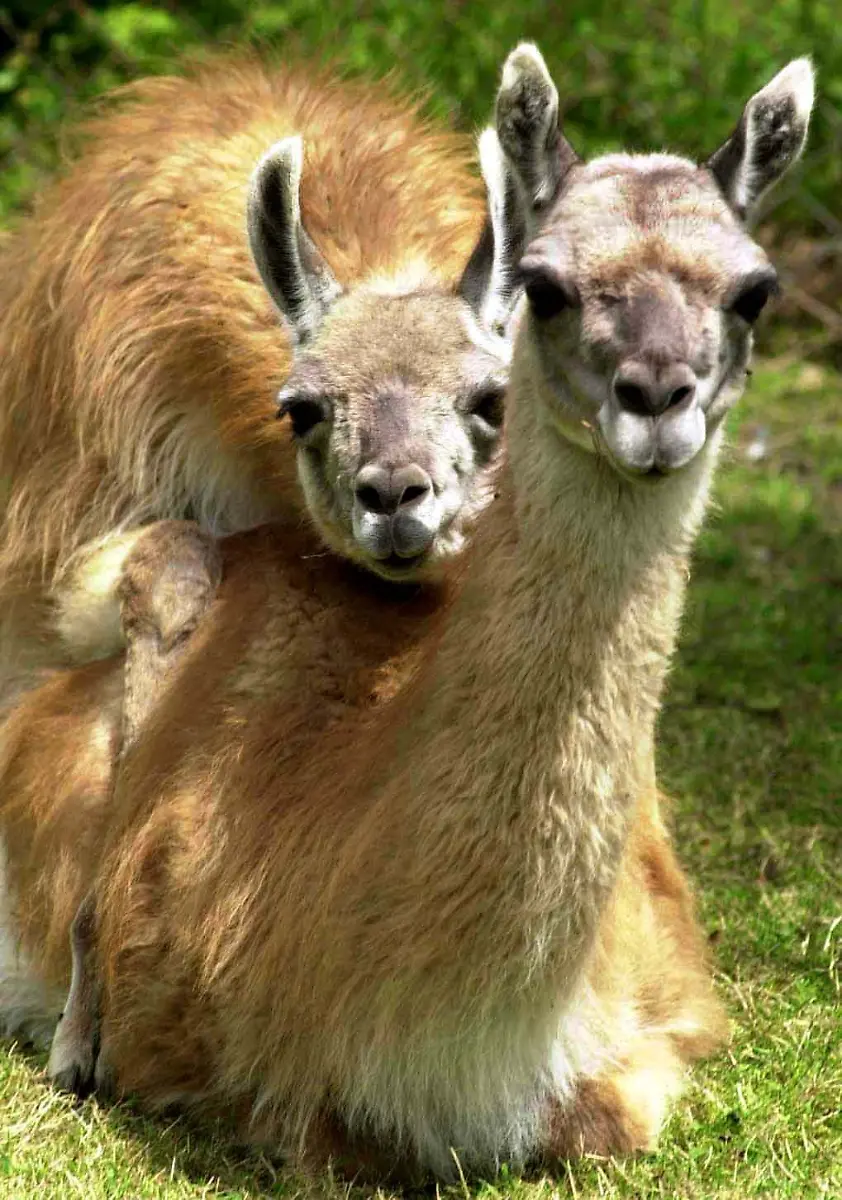 guanacos