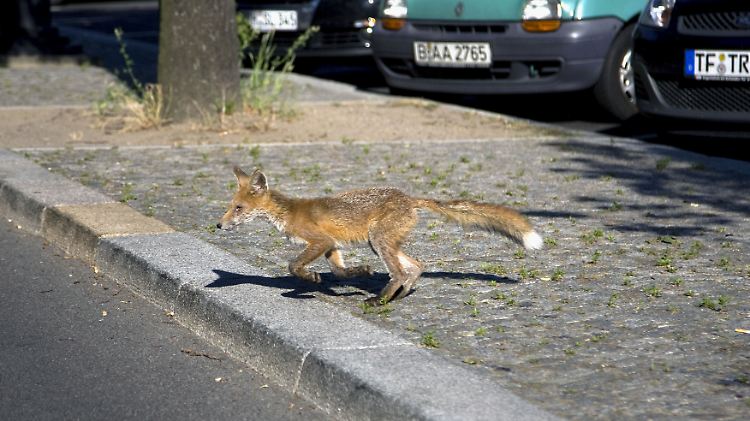 Ein junger Fuchs in Berlin.