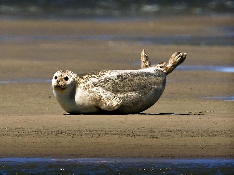 Seehund auf einer Sandbank im Wattenmeer.