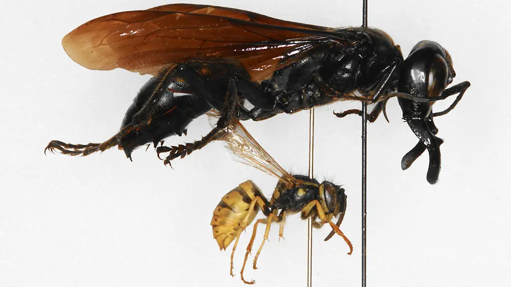 DAB1129-20110906-jpg4803521334821736056