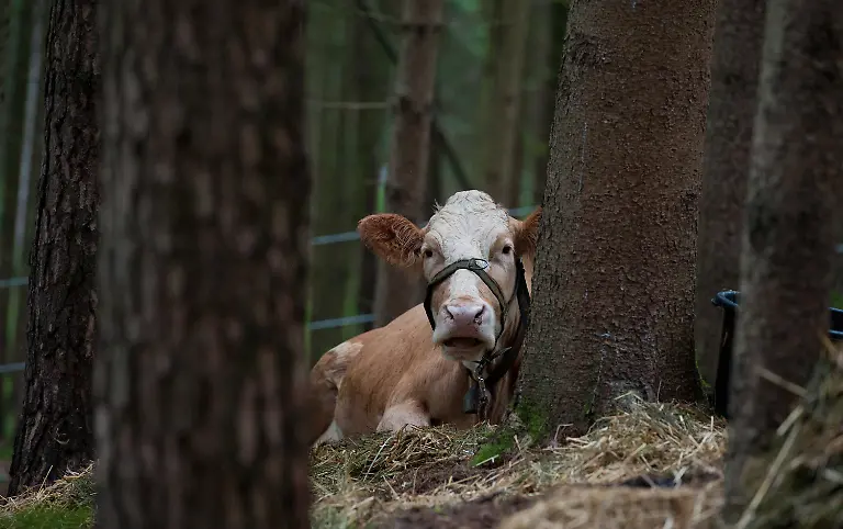 2zxu5035-jpg299382352362084814