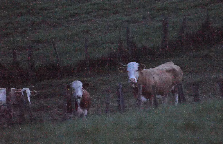 2zxx2242-jpg1861591181099016112