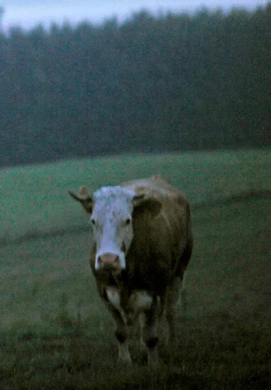 2zxx2805-jpg7352918041521079671