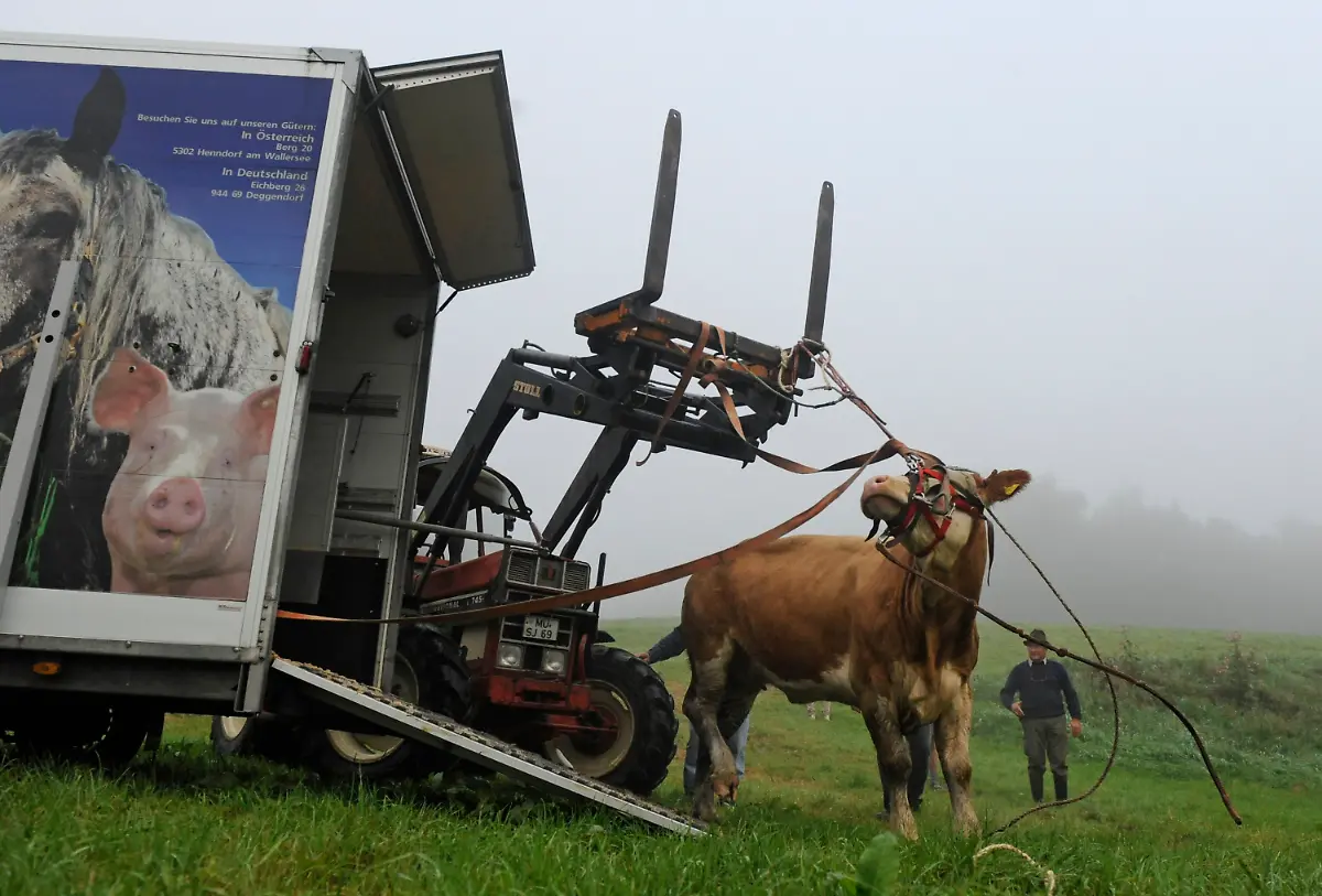 2zy85934-jpg4240433430011651555