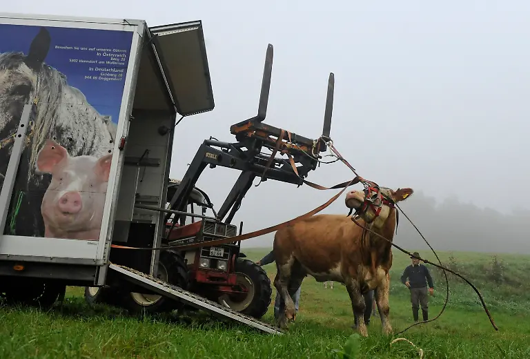 2zy85934-jpg4240433430011651555