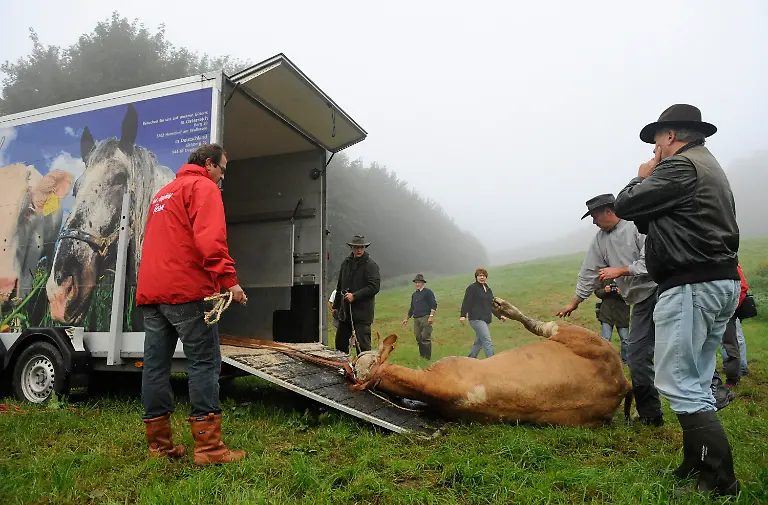 2zy90030-jpg3194285941826933118