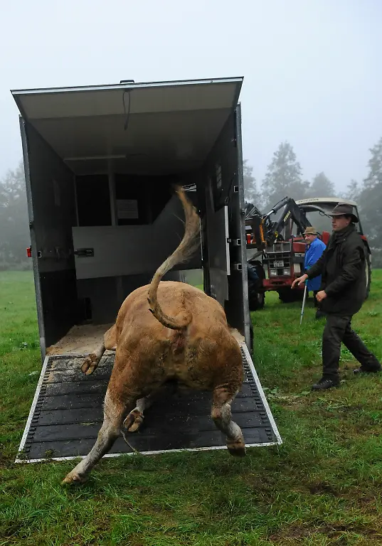 2zy90131-jpg2584455794441166811