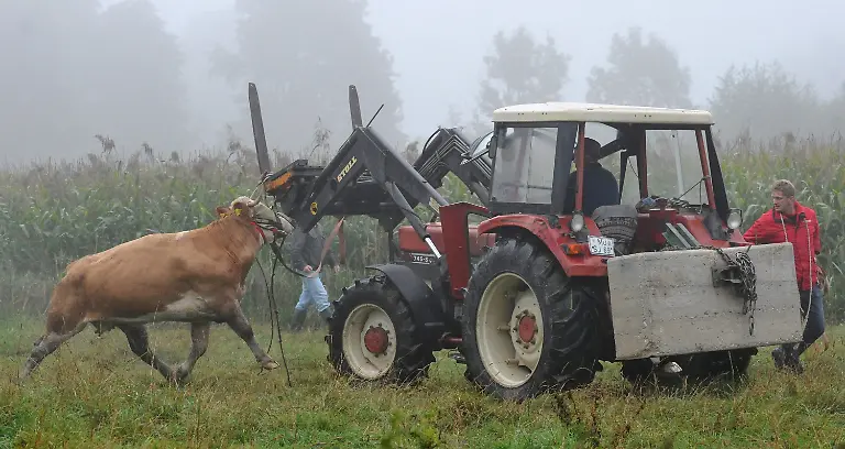 2zy90654-jpg3869611007549352650