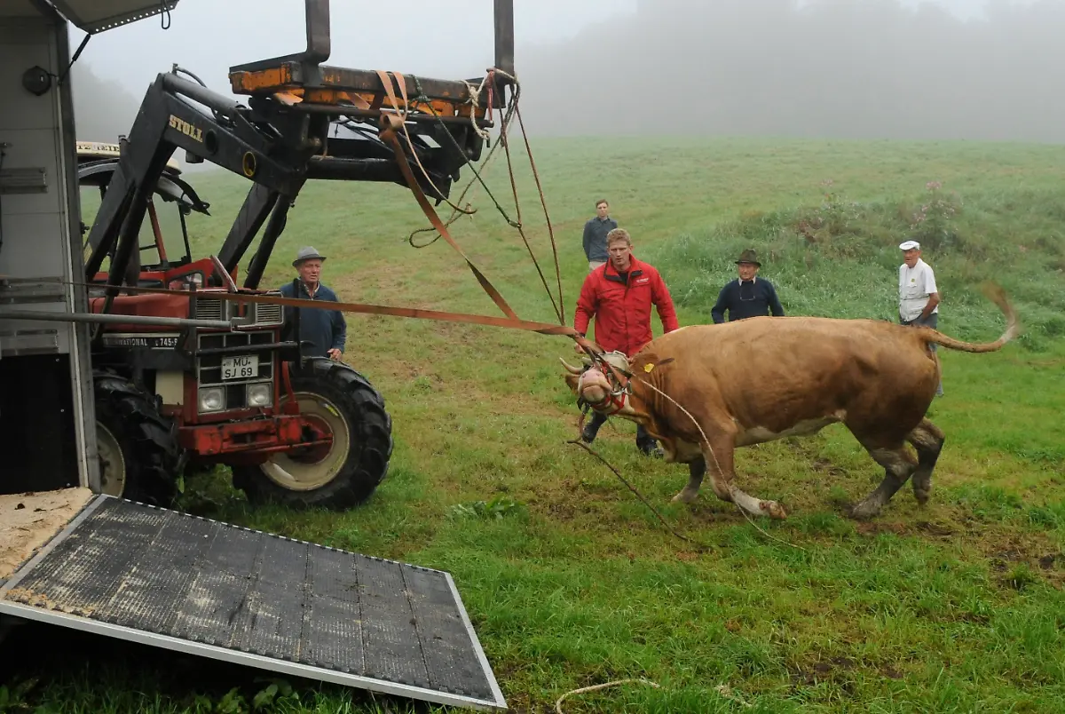 2zy91703-jpg5453750889408539414