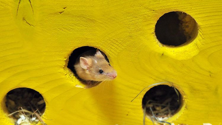 Wissenschaftler aus Deutschland und den USA haben Mäuse entdeckt, die gegen das Gift Warfarin resistent sind.