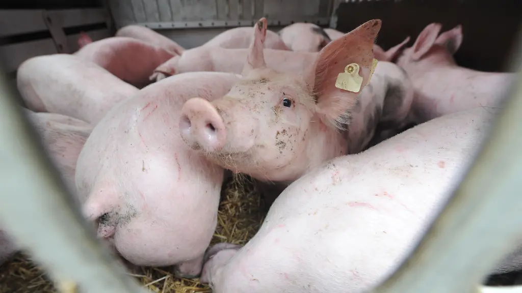 2zrs1020-jpg5790207426034291259