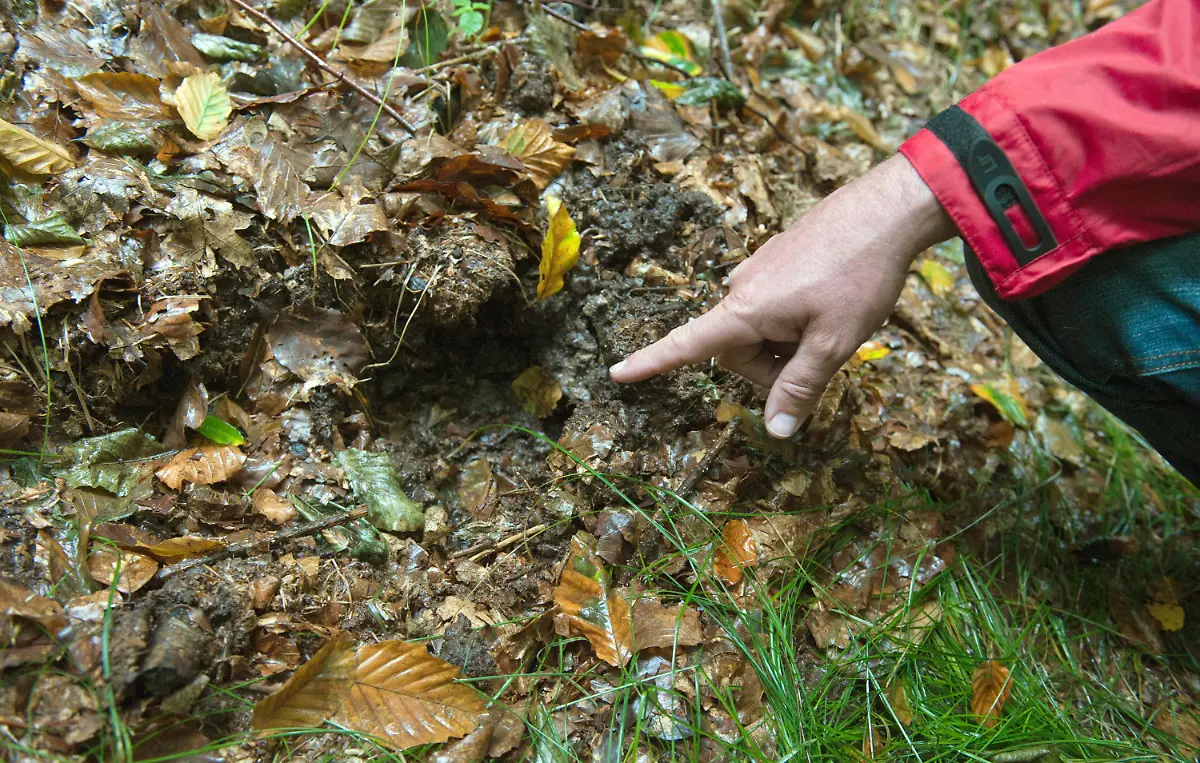 2zh24012-jpg4216461450936250353