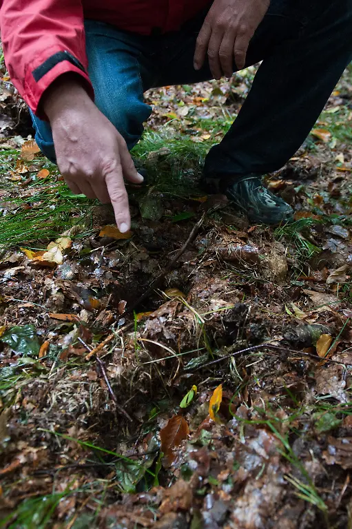 2zh23328-jpg1815427325383057557