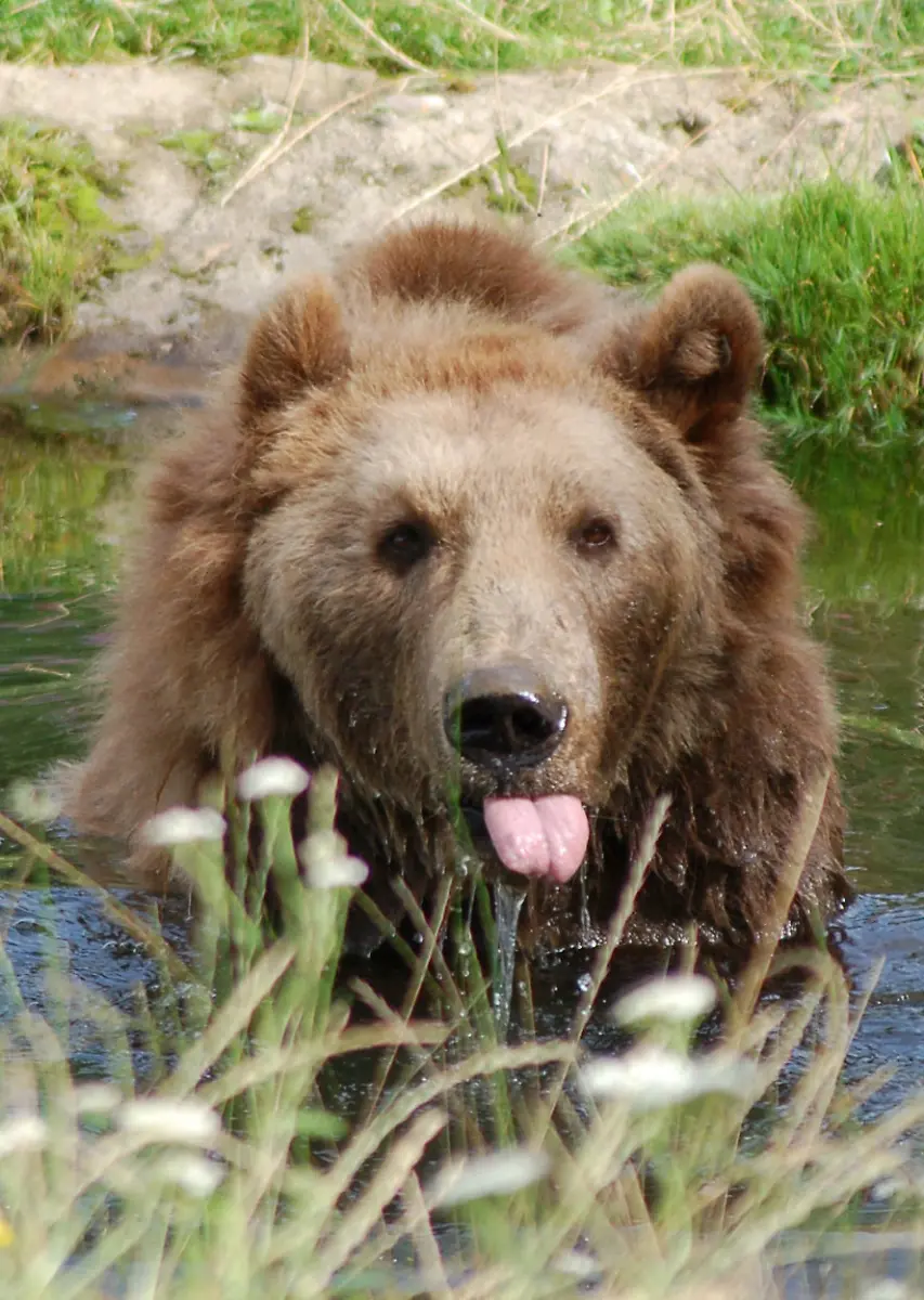 2zhc0027-jpg8523336497281452277