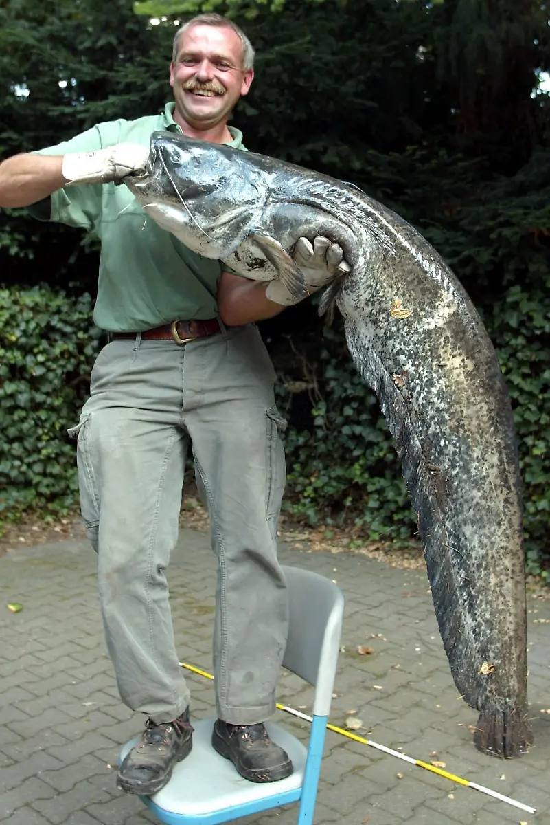 2zhc0026-jpg2183825722868421678