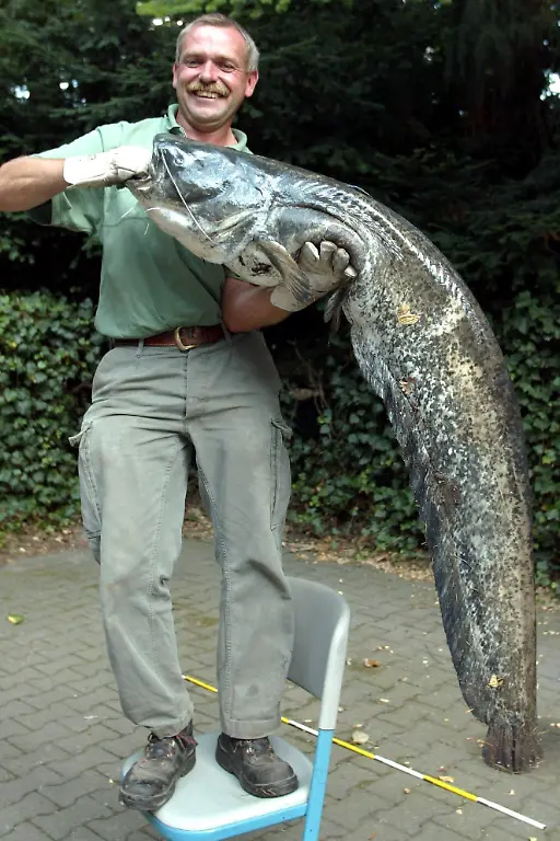 2zhc0026-jpg2183825722868421678