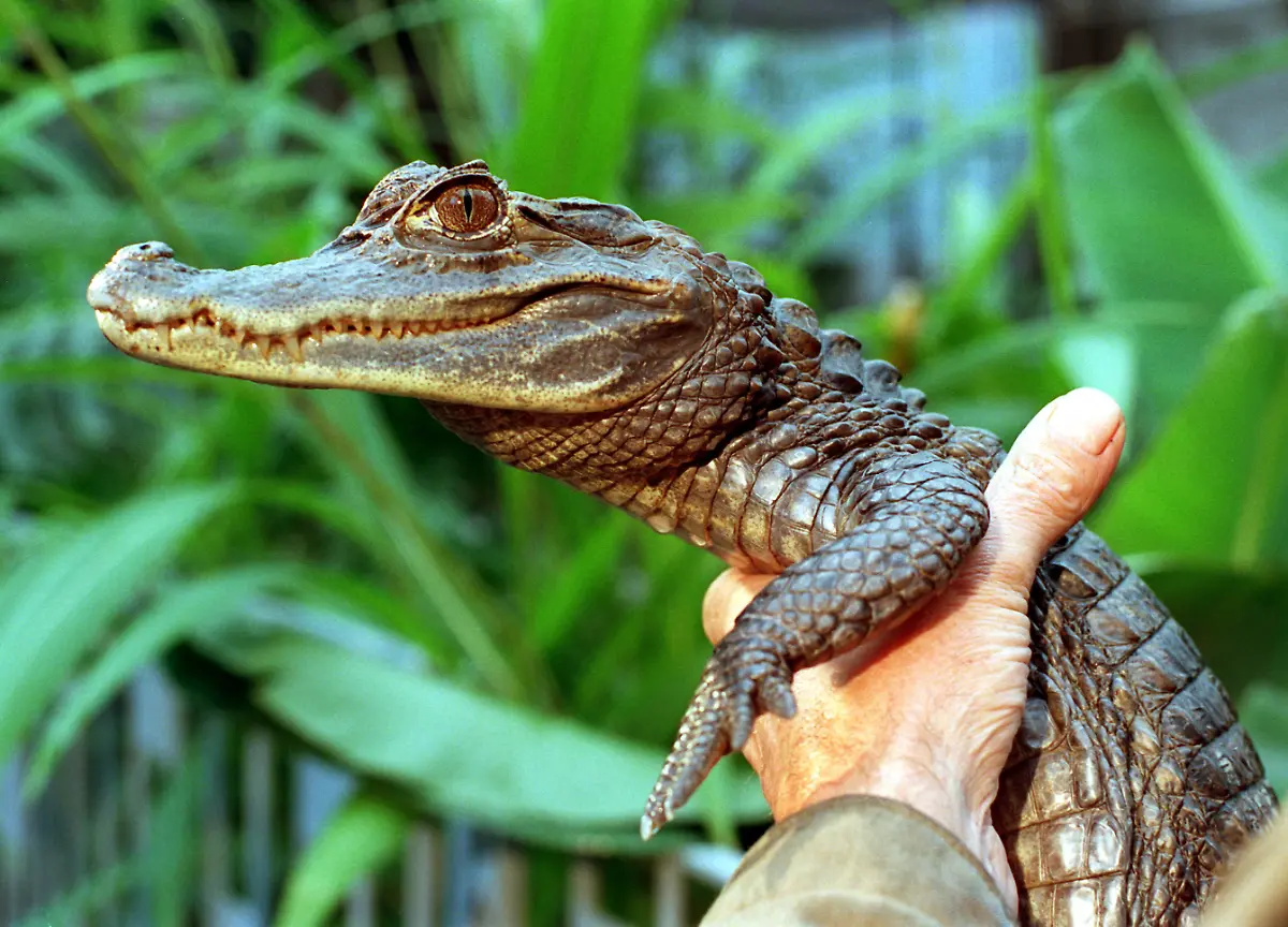 2zhc0025-jpg225745099934141589