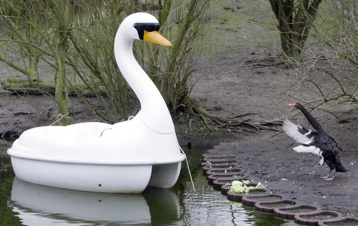 2zhc0011-jpg3715706160119128242