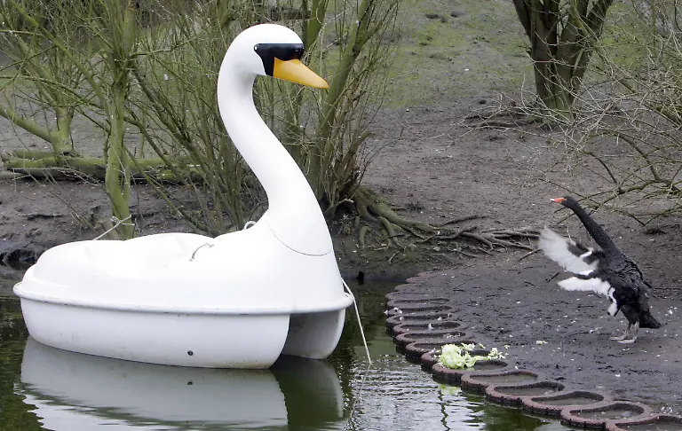 2zhc0011-jpg3715706160119128242