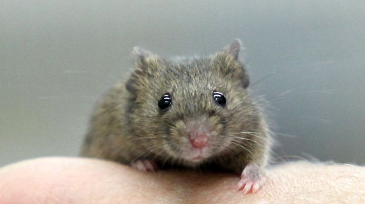Die Maus ist neben Fischen das Tier, das in der Arbeit der rund 100 Wissenschaftler aus 14 Ländern am Plöner See die größte Rolle spielt.