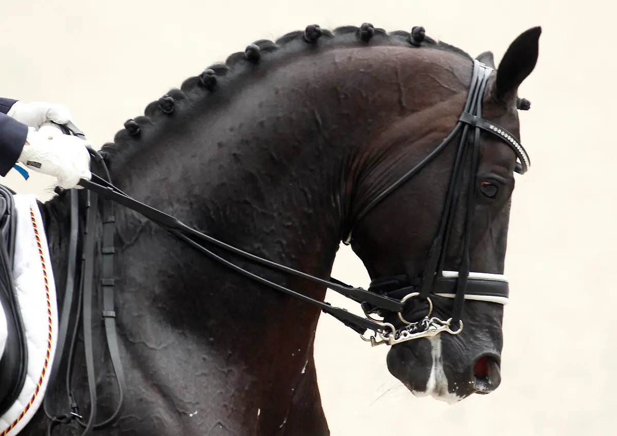 2011-07-14T150109Z-01-INA07-RTRMDNP-3-EQUESTRIAN-JPG785135023345019436