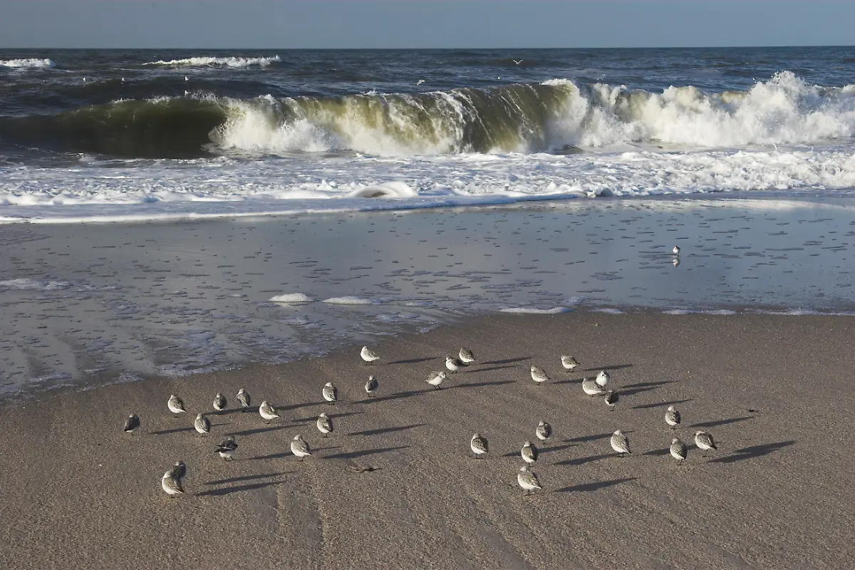 017-Nationalpark-SH-Wattenmeer-Stock-LKN-SH