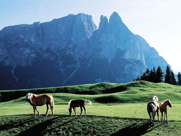Plateau von Sciliar_Italien_Bolzano_Dolomiten.jpg