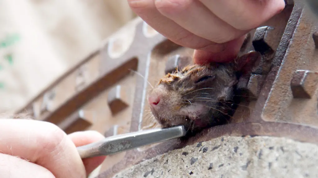 2yuz0719-jpg6618435768441389175