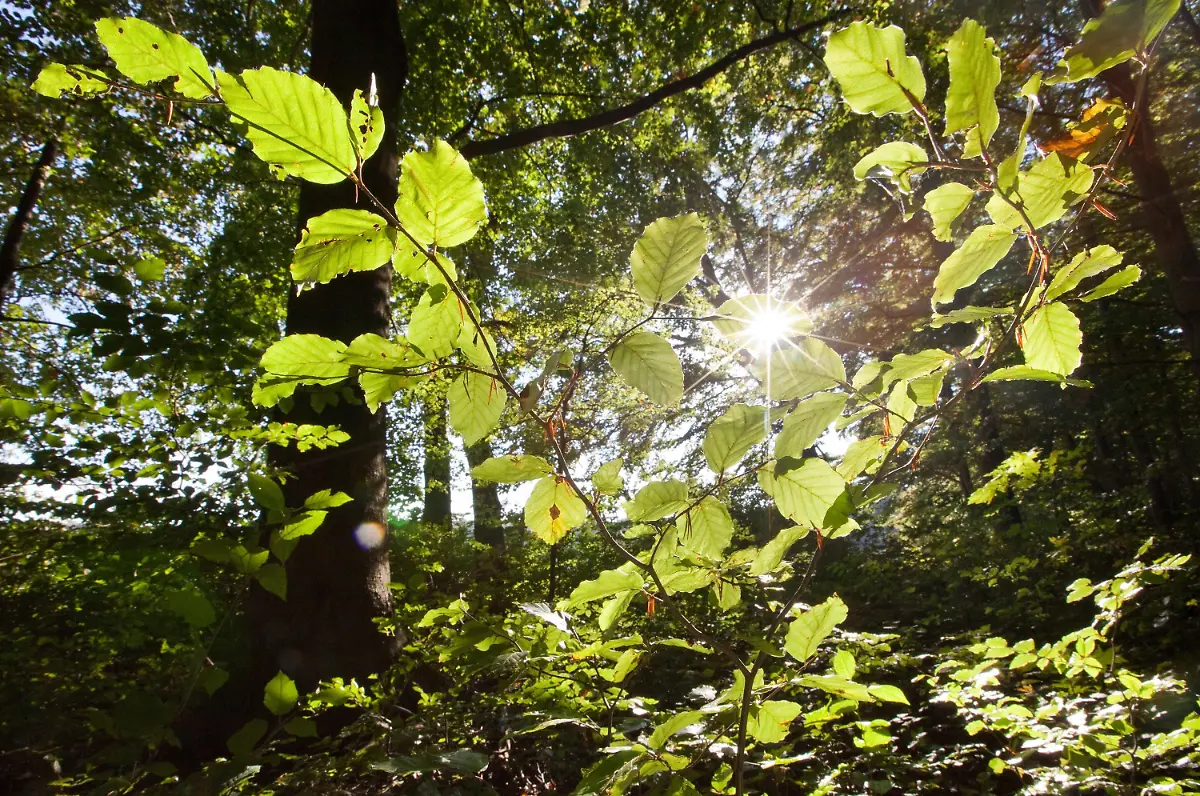 2ymx3158-jpg332953030483102396