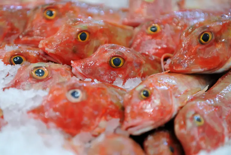 fisch