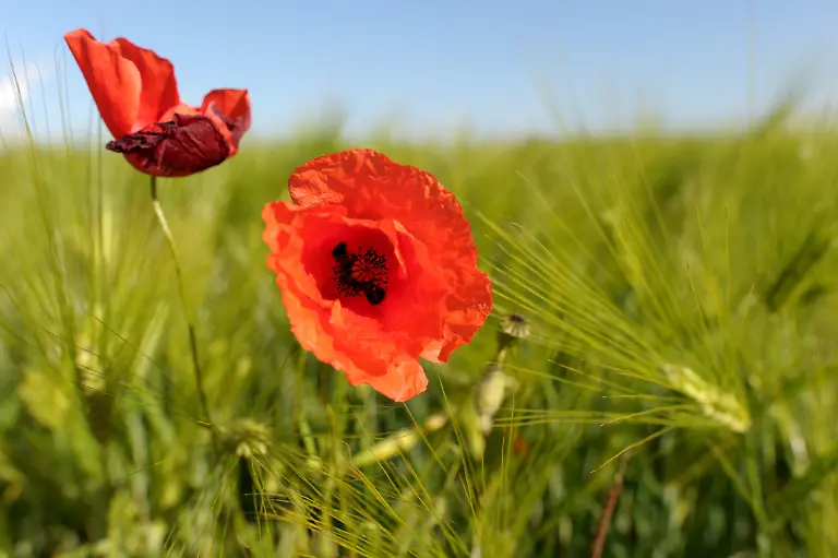 mohn