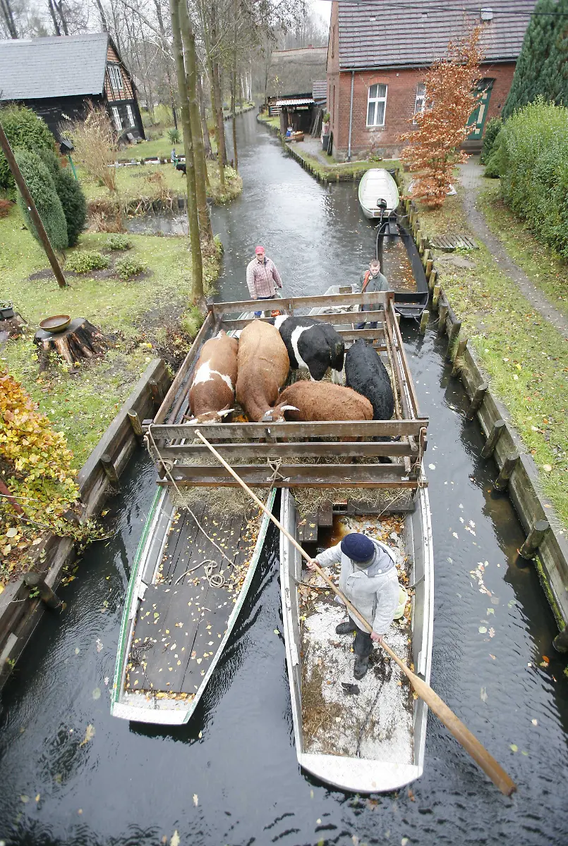 spreewald-kuehe