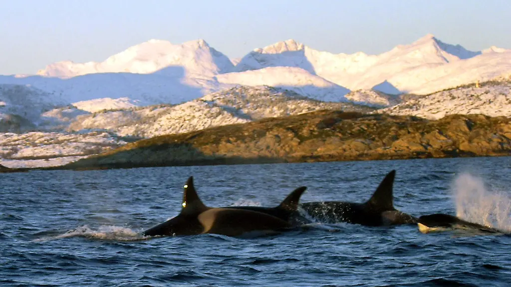 2xyt0012-jpg5940680667764253876