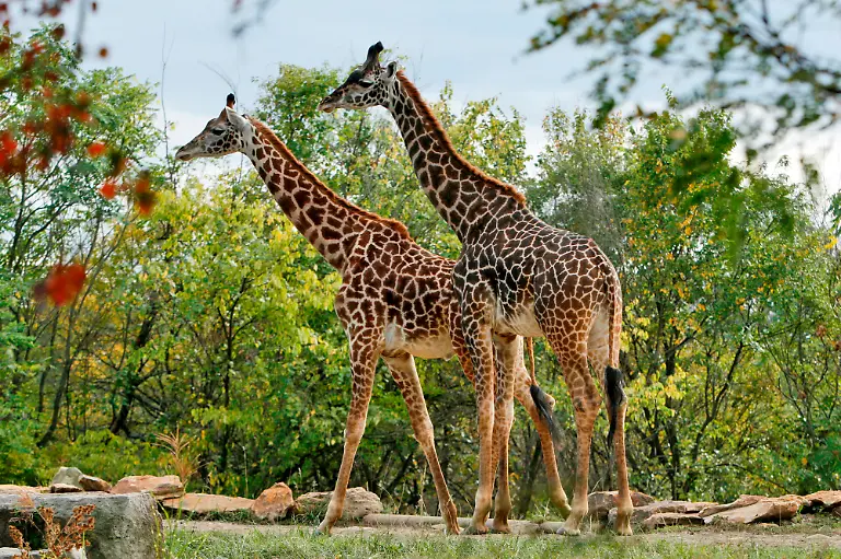 giraffe