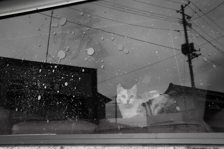 DAB0323-20110412-jpg4615170772624007402