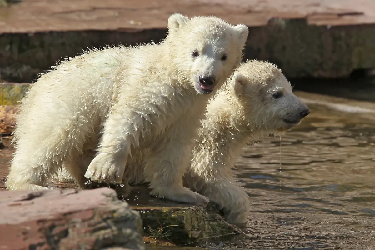 2wwf2906-jpg3196967485508300329