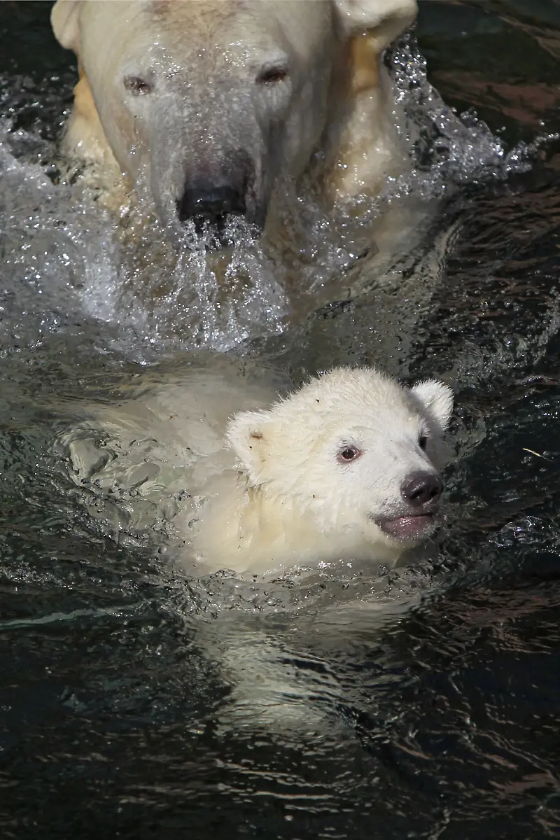 2wwc2729-jpg8480827756760238294