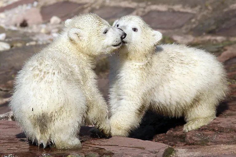 2wwb0101-jpg8697839784666045599