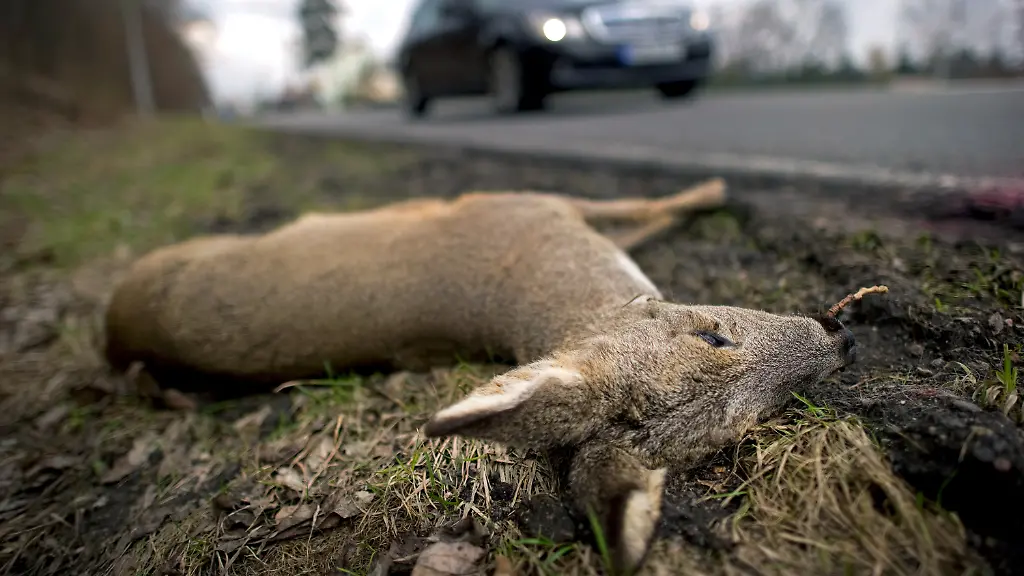 2wvo3102-jpg6786183274320168083