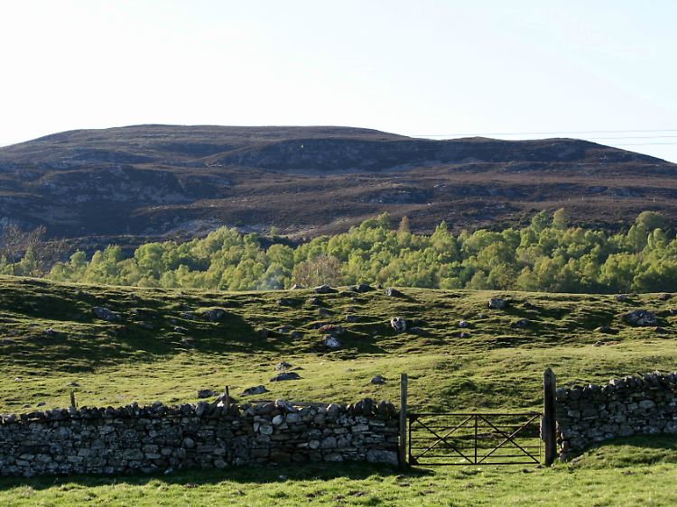 Hinter den Schafwiesen beginnen die einsamen, kahlen Berge der Highlands. Auf ihnen wächst vor allem das lilafarbene Heidekraut.