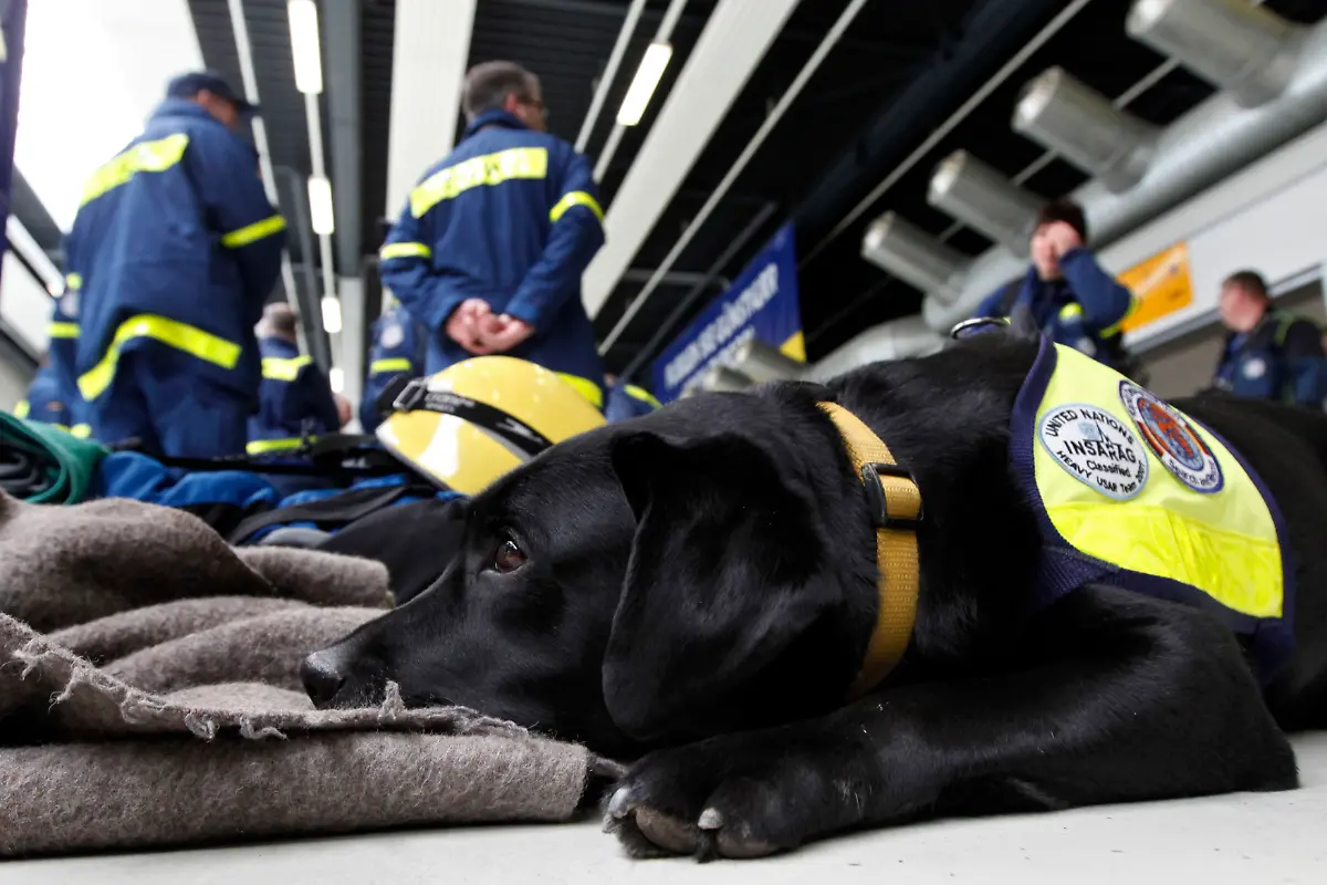 Helden-auf-vier-Pfoten-kaempft-dafuer-dass-Diensthunde-einen-wuerdigen-Lebensabend-verbringen-duerfen