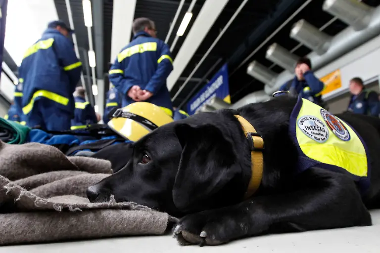 Helden-auf-vier-Pfoten-kaempft-dafuer-dass-Diensthunde-einen-wuerdigen-Lebensabend-verbringen-duerfen