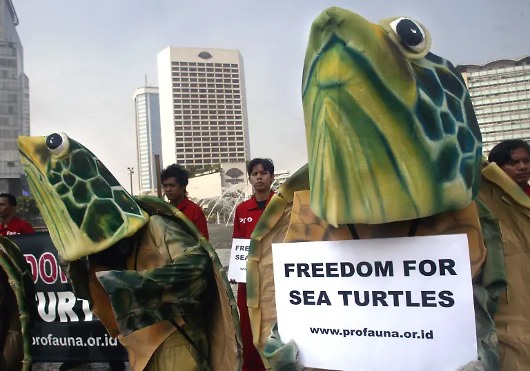 Schildkroete-Indonesien